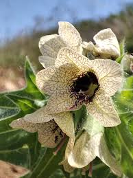 Attēlu rezultāti vaicājumam “Hyoscyamus niger”