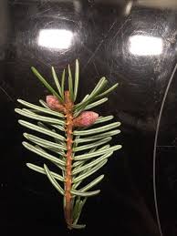 Attēlu rezultāti vaicājumam “Abies alba”