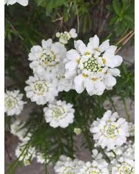 Image result for Schleifenblume