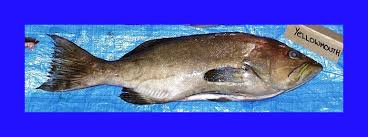 Image result for Mycteroperca interstitialis