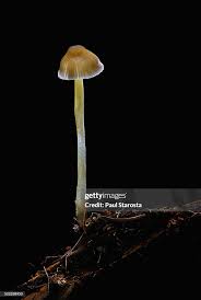 Attēlu rezultāti vaicājumam “Mycena epipterygia”