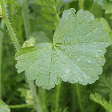 Attēlu rezultāti vaicājumam “Malva moschata alba leaf”