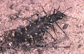 Attēlu rezultāti vaicājumam “Cicindela sylvatica”