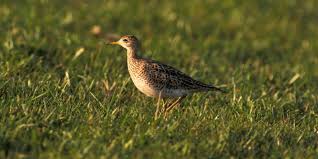 Image result for Bartramia longicauda