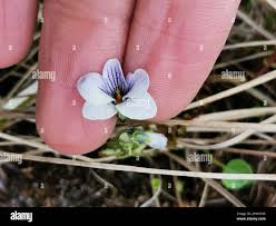 Attēlu rezultāti vaicājumam “Viola epipsila flower”