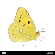 Attēlu rezultāti vaicājumam “Colias croceus underside”
