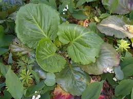 Attēlu rezultāti vaicājumam “Bergenia crassifolia”