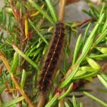 Attēlu rezultāti vaicājumam “Diacrisia sannio larva”