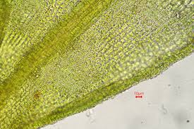 Attēlu rezultāti vaicājumam “Didymodon fallax var. brevifolius”