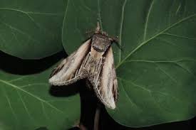 Attēlu rezultāti vaicājumam “Pheosia tremula”