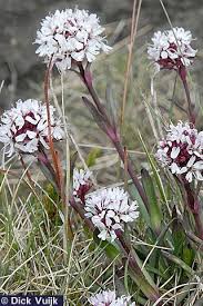 Attēlu rezultāti vaicājumam “Trichia alpina”