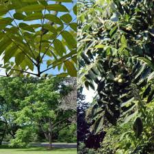 Attēlu rezultāti vaicājumam “Juglans ailanthifolia”