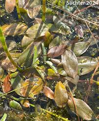 Attēlu rezultāti vaicājumam “Potamogeton natans leaf”
