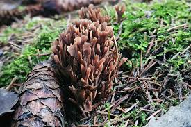 Attēlu rezultāti vaicājumam “Thelephora palmata”