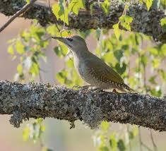 Attēlu rezultāti vaicājumam “Picus canus female”
