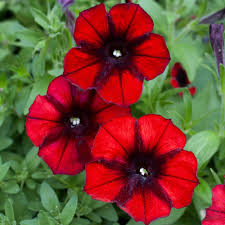 Image result for Petunia