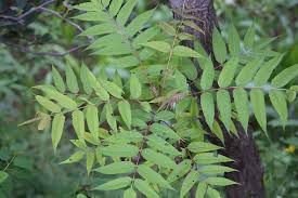 Attēlu rezultāti vaicājumam “Sorbus aucuparia leaf”