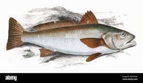 Image result for Sciaena umbra