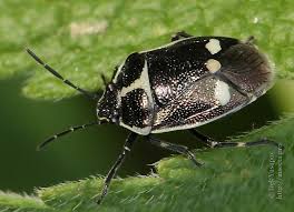 Attēlu rezultāti vaicājumam “Eurydema oleracea”