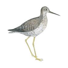 Image result for Tringa melanoleuca