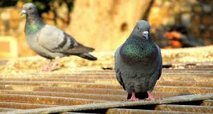 Attēlu rezultāti vaicājumam “Columbiformes”