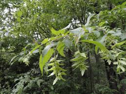 Attēlu rezultāti vaicājumam “Carpinus caroliniana male flower”