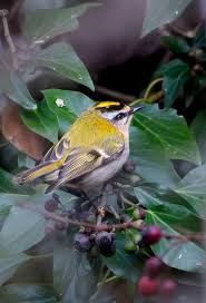 Attēlu rezultāti vaicājumam “Regulus regulus adult”