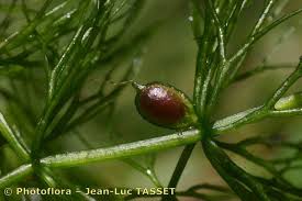 Attēlu rezultāti vaicājumam “Ceratophyllum submersum leaf”