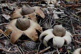 Attēlu rezultāti vaicājumam “Geastrum fimbriatum”