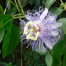 Attēlu rezultāti vaicājumam “Carpinus caroliniana male flower”