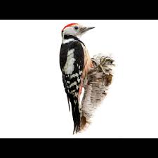 Attēlu rezultāti vaicājumam “Dendrocopos medius”