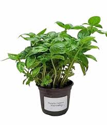 Image result for Basilikum