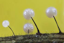 Attēlu rezultāti vaicājumam “Lamproderma pulchellum sessile”