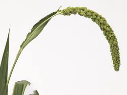 Attēlu rezultāti vaicājumam “Setaria italica”