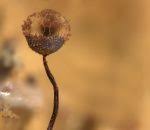 Attēlu rezultāti vaicājumam “Cribraria atrofusca”