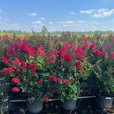 Image result for Lagerstroemia