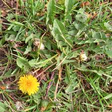 Attēlu rezultāti vaicājumam “Taraxacum officinale aggr.”