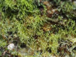 Attēlu rezultāti vaicājumam “Platydictya jungermannioides macro”