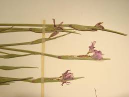 Attēlu rezultāti vaicājumam “Sisyrinchium montanum fruit”