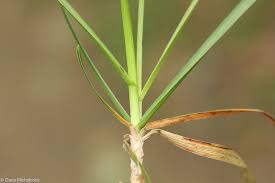 Attēlu rezultāti vaicājumam “Sesleria caerulea fruit”