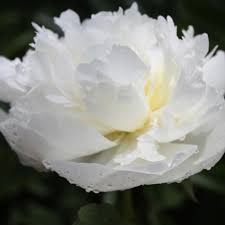 Attēlu rezultāti vaicājumam “Paeonia lactiflora flower”