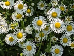 Attēlu rezultāti vaicājumam “Erigeron annuus flower”