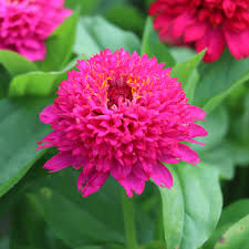 Image result for Zinnia violacea