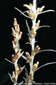 Attēlu rezultāti vaicājumam “Gnaphalium sylvaticum leaf”