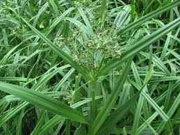 Attēlu rezultāti vaicājumam “Scirpus sylvaticus flower”
