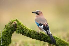 Attēlu rezultāti vaicājumam “Garrulus glandarius”