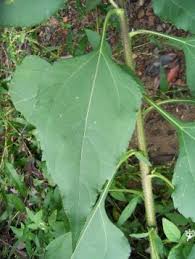 Attēlu rezultāti vaicājumam “Helianthus tuberosus leaf”
