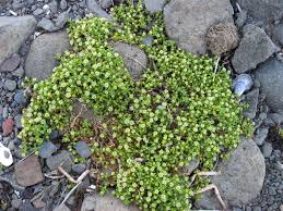 Attēlu rezultāti vaicājumam “Honckenya peploides”