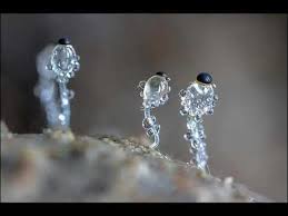 Attēlu rezultāti vaicājumam “Pilobolus crystallinus”