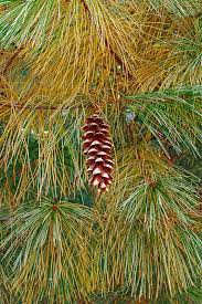 Attēlu rezultāti vaicājumam “Pinus strobus fruit”